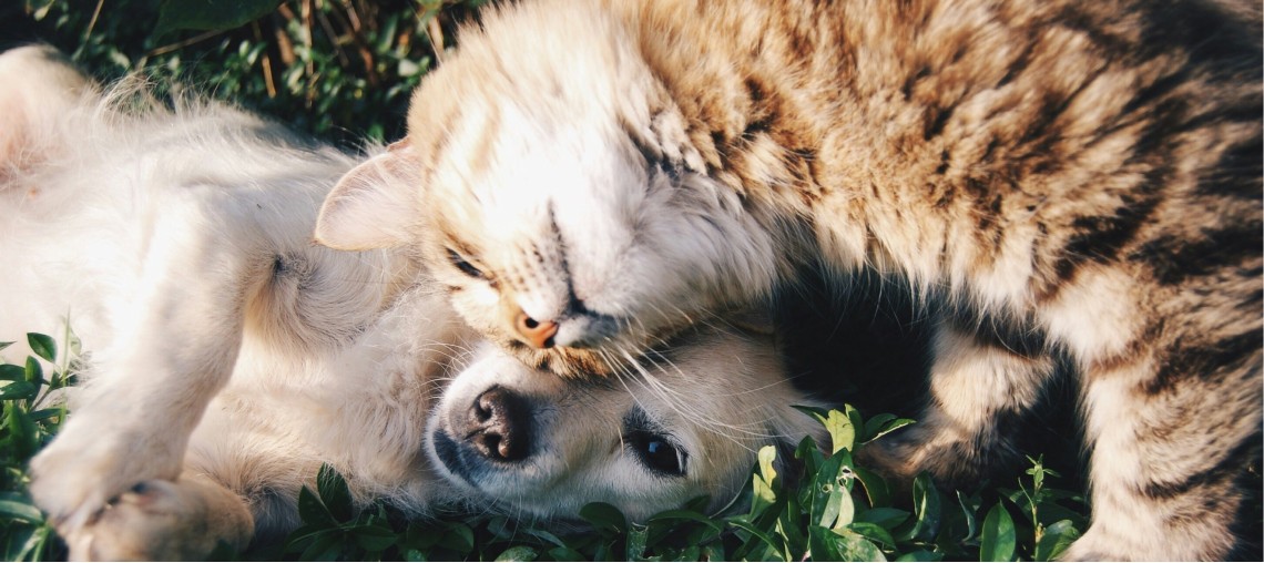 cat & dog
